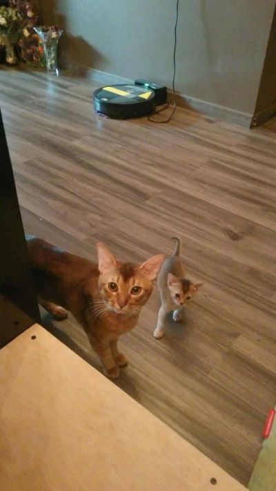 Лот: 9492038. Фото: 1. Абиссинская малышка дикого окраса... Кошки, котята