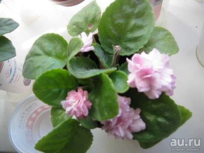 Лот: 11719434. Фото: 1. фиалка Дамплинг розовый помпон... Горшечные растения и комнатные цветы