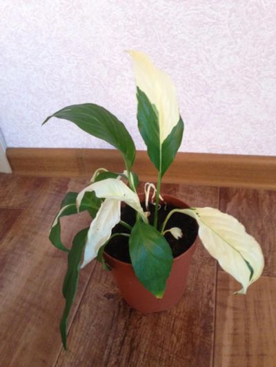 Лот: 8146343. Фото: 1. Спатифиллум Пикассо, молодое растение. Горшечные растения и комнатные цветы