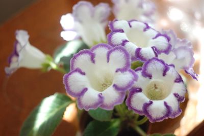 Лот: 3993006. Фото: 1. Глоксиния белая, с фиолетовой... Горшечные растения и комнатные цветы