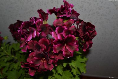 Лот: 6294443. Фото: 1. Королевская пеларгония. Горшечные растения и комнатные цветы