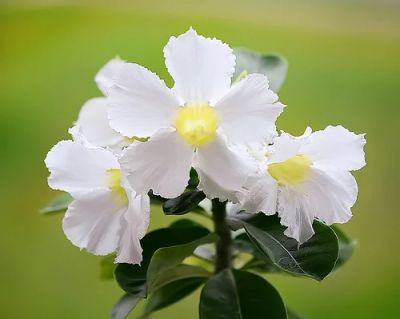 Лот: 7501084. Фото: 1. Адениум Obesum Desert Rose Star... Горшечные растения и комнатные цветы