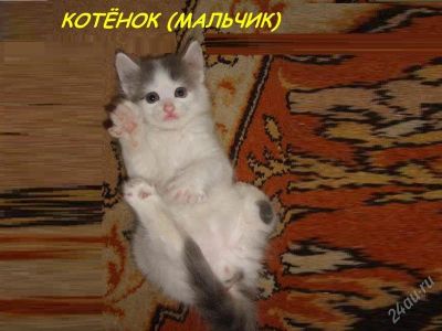 Лот: 2029412. Фото: 1. котенок пушистый, белый, мальчик. Кошки, котята