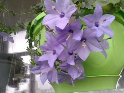 Лот: 9223525. Фото: 1. Кампанула жених Campanula fragilis... Горшечные растения и комнатные цветы
