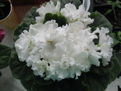 Лот: 10471101. Фото: 1. сортовая фиалка белая крупная... Горшечные растения и комнатные цветы