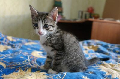 Лот: 2071652. Фото: 1. супер котята мальчик и девочка... Кошки, котята