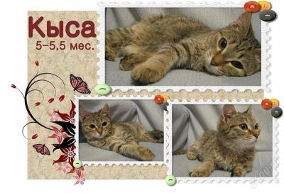 Лот: 807418. Фото: 1. Малышка Авесса хочет стать вашим... Остальные животные