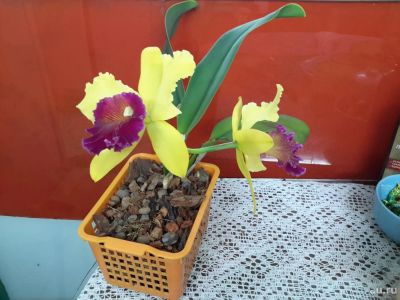 Лот: 8374669. Фото: 1. Орхидея каттлея! Цветущая!. Горшечные растения и комнатные цветы