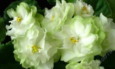 Лот: 11267622. Фото: 1. Фиалка Spring Rose. Горшечные растения и комнатные цветы