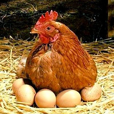 Лот: 6416893. Фото: 1. ЖиВыЕ Куры-НеСуШкИ ДиАлОг-АгРо-2... Птицы