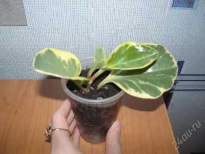 Лот: 173511. Фото: 1. Пеперомия Variegata. Горшечные растения и комнатные цветы
