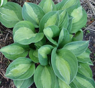 Лот: 19266807. Фото: 1. хоста Джипси Роуз (Hosta 'Gypsy... Садовые цветы