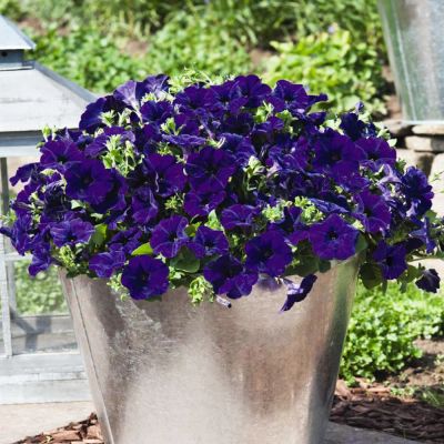 Лот: 9627732. Фото: 1. Петуния ампельная Success. Blue. Садовые цветы