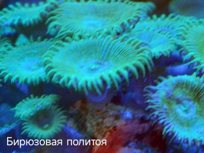 Лот: 20849414. Фото: 1. Кораллы для морского аквариума. Моллюски, ракообразные, кораллы