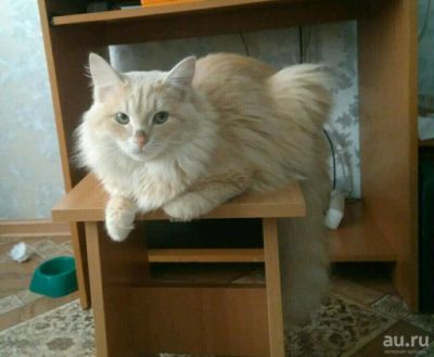 Лот: 10693521. Фото: 1. Отдам кота. Кошки, котята