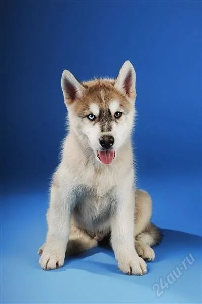 Лот: 2492367. Фото: 1. Щенок Сибирского Хаски (кобель... Собаки, щенки