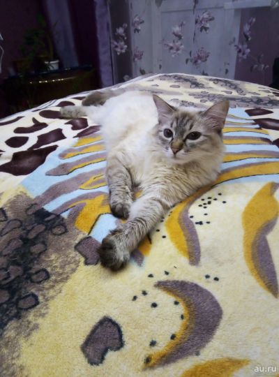 Лот: 13234247. Фото: 1. Котята невская маскарадная. Кошки, котята