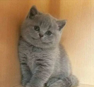 Лот: 12623711. Фото: 1. Британочка алиментная. Кошки, котята