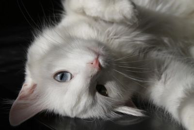 Лот: 4957904. Фото: 1. Отдам кота в хорошие руки (Турецкая... Кошки, котята