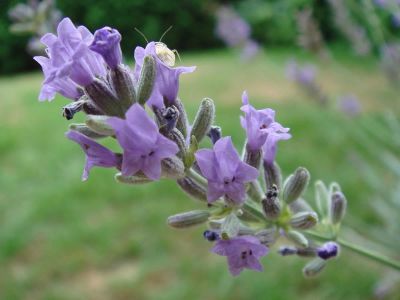 Лот: 9118269. Фото: 1. Lavandula pinnata – Лаванда перистая. Горшечные растения и комнатные цветы