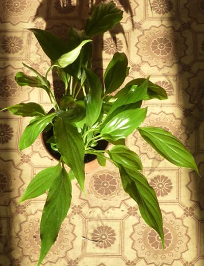 Лот: 4237101. Фото: 1. Спатифиллум карликовый (молодое... Горшечные растения и комнатные цветы