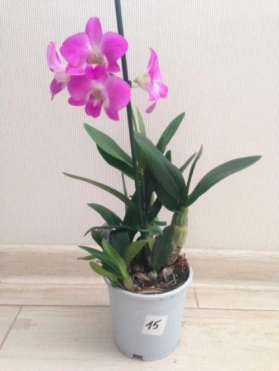 Лот: 12649023. Фото: 1. Орхидея дендрофаленопсис. Горшечные растения и комнатные цветы
