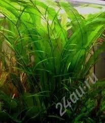 Лот: 1612312. Фото: 1. aponogeton henkelianus. Водные растения