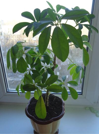 Лот: 7143373. Фото: 1. Шеффлера с горшком. Горшечные растения и комнатные цветы