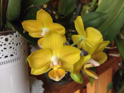 Лот: 11565727. Фото: 1. Орхидея фаленопсис Сьюки, цвет... Горшечные растения и комнатные цветы