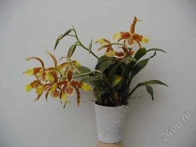 Лот: 2562142. Фото: 1. орхидея Odontoglossum grande. Горшечные растения и комнатные цветы