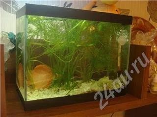 Лот: 274295. Фото: 1. Продаю креветочник с обитателями. Аквариумы, террариумы