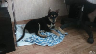 Лот: 8106661. Фото: 1. Отдам в хорошие руки. Собаки, щенки