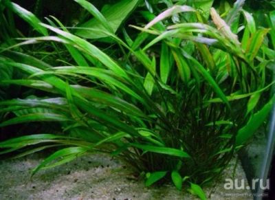 Лот: 2780386. Фото: 1. Криптокорина Уиллиса (Cryptocoryne... Водные растения