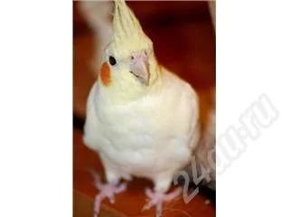 Лот: 463948. Фото: 1. Попугай нимфа корелла! мальчик... Остальные животные