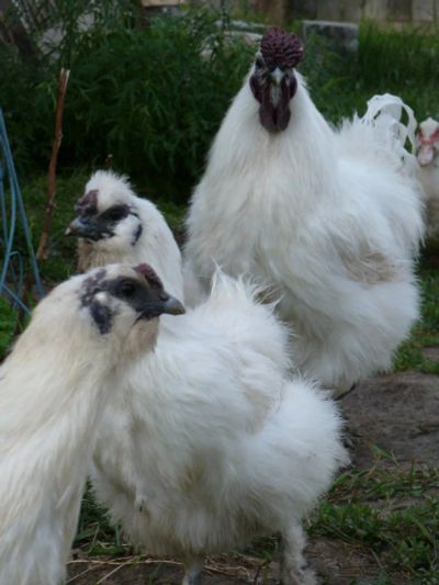 Лот: 9348276. Фото: 1. Китайский шелковый абориген суточные... Птицы