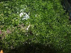 Лот: 6589718. Фото: 1. Риччия плавающая (Ricca fluitans... Водные растения