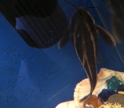 Лот: 5584386. Фото: 1. Сомик. Рыбки