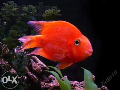 Лот: 5811856. Фото: 1. Аквариумная рыба Red parrot, реальные... Рыбки