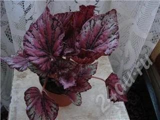 Лот: 214586. Фото: 1. Бегония Rex Raspberry Swirl листики. Горшечные растения и комнатные цветы