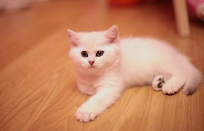 Лот: 3386760. Фото: 1. Британский котёнок! (шиншилла). Кошки, котята