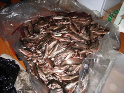 Лот: 6047630. Фото: 1. Хариус малосоленый!. Икра, рыба, морепродукты