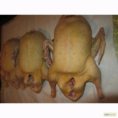 Лот: 12249479. Фото: 1. Домашнее мясо гуся. Мясо, птица, яйцо