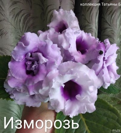 Лот: 18190470. Фото: 1. Глоксиния Изморозь - лист, детка. Горшечные растения и комнатные цветы