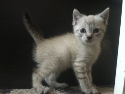 Лот: 11671990. Фото: 1. Котёнок, кошечка в хорошие руки... Кошки, котята