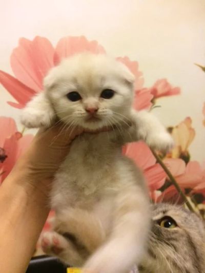 Лот: 11777372. Фото: 1. Шотландские вислоухие котята. Кошки, котята