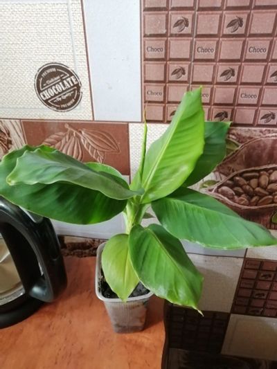 Лот: 15923380. Фото: 1. Банан киевский карлик. Горшечные растения и комнатные цветы