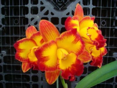 Лот: 8290175. Фото: 1. Орхидея Потинара (Pot.'Tzeng-Wen-Beauty-Slc-Barefoot-Mailman... Горшечные растения и комнатные цветы