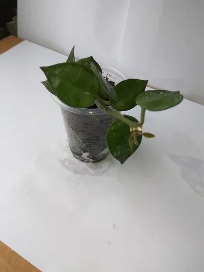 Лот: 9973611. Фото: 1. хойя лакуноза "Эскимо" ( Hoya... Горшечные растения и комнатные цветы
