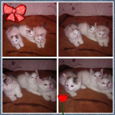 Лот: 4639875. Фото: 1. Отдам котят. Кошки, котята