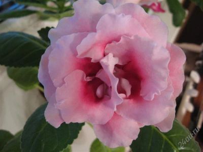 Лот: 1212591. Фото: 1. Глоксиния Pink Pleasure. Горшечные растения и комнатные цветы